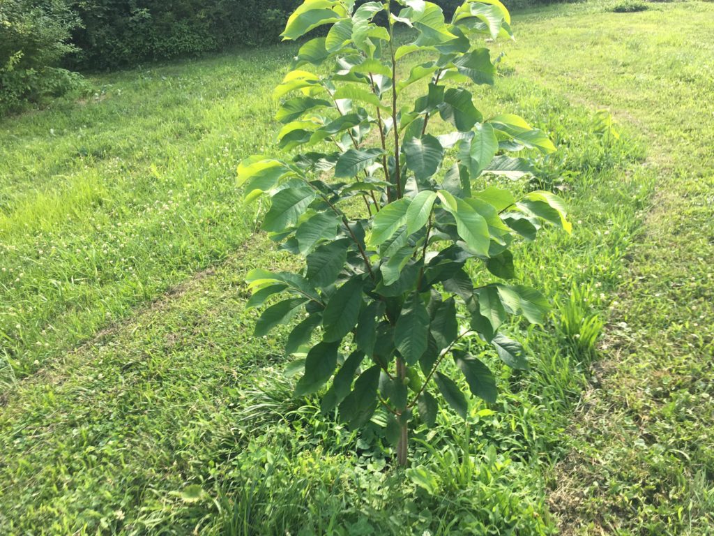 Grafted PawPaw Trees Northeast Edible Fruit Trees For Sale NJ