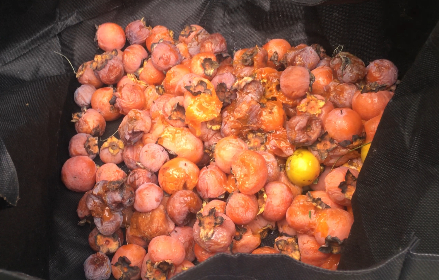 Getting to Know The American Persimmon Tree! - Northeast Edible Fruit ...